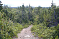 Trail to Lake of Islands